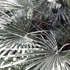 Nothingxxpersonal Tropenhaus Planten Un Blomen Hamburg Plants Pflanzen Palms Plamen Pflanzen Tropenhaus Und Instagram