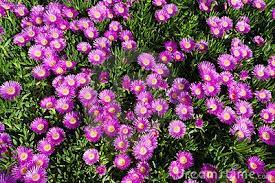 Keep this plant slightly root bound, do watering when the topsoil is. Bright Pink Flowers Appear On A Creeping Succulent Sally My Handsome Plant Carpobrotus Acinaciformis Also Known As A Ho Ground Cover Plants Plants Succulents
