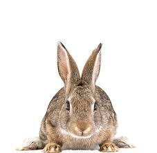The term is particularly used for creatures that damage crops, livestock, and forestry or cause a nuisance to people, especially in their homes. Rabbit Control Rabbit Removal Lincolnshire