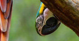 High definiton wallpapers in the birds & animals named as wolf wallpapers in 4k(ultra hd) are listed above. Bird Parrot Wallpaper 4k Ultra Hd Wallpaper Parrot Wallpaper Pet Birds Beautiful Bird Wallpaper