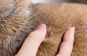 First time looking for a pet funeral planner and not sure where to start? Part Of The Family Pet Memorial Centre St Albert Alberta Licenced Funeral Services For Pets Pet Cremation Pet Cremation Urns Cremation Jewelry Memorial Products Memory Wall Pet Loss Moulded Impressions