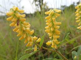 Image result for Eriosema psoraleoides