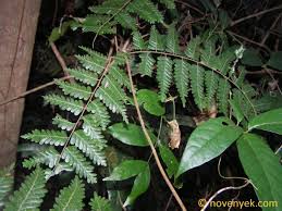 Image result for Lygodiaceae