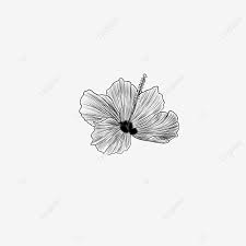 This tutorial is specifically designed for beginners because i feel passionate about sharing my joy for drawing. Single Hibiscus Flower Sketch Flower Hibiscus Sketch Png Transparent Clipart Image And Psd File For Free Download