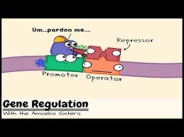 Gene Expression And The Order Of The Operon Cute Video From The Amoeba Sisters Gene Expression Biology Lessons Genetics Lesson
