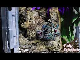 Is typhochlaena seladonia an illegal tarantula species? Typhochlaena Seladonia For Sale Us 06 2021