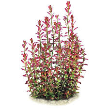 Image result for Rotala tenella