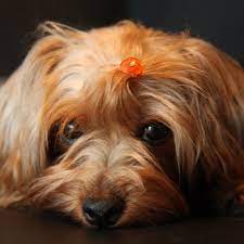 Yorkie Poo Breed Information Characteristics Heath Problems Dogzone Com
