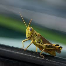 A Grasshopper Takes Pose Grasshopper Bugs And Insects Insect Photography