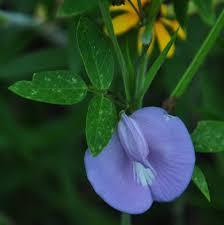 Image result for Centrosema