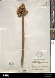 Image result for Buchnerodendron