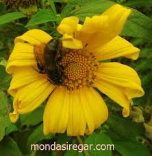 Bunga matahari liar cemerlangnya si kembang tegalan. Pesona Kuning Berbagi Kisahku