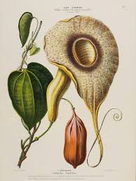Image result for Aristolochia odoratissima L.