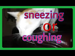 First, your veterinarian will need to confirm that your cat is actually sneezing. Is This Cat Sneezing Or Coughing Youtube