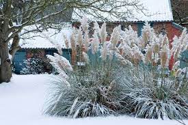 How To Plan A Garden That S Beautiful Come Winter Pampas Grass Landscape Cortaderia Beautiful Gardens