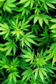 Whether you're into weed, 420. 46 Iphone Marijuana Wallpaper Hd On Wallpapersafari