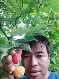 Chinese #Dogwood tree Kousa Dogwood berries are a source of calcium to  build strong bones and teeth and carotene to produce vitamin A in the body.  In Traditional Chinese Medicine, the fruits