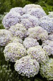 Pin On Arranging With Mophead Hydrangeas