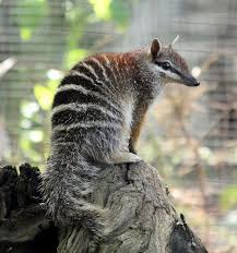 Numbat Australian Native Animals Rare Animals Australian Mammals