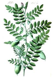 Image result for Cicer