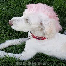 Types Of Goldendoodle Haircuts Goldendoodle Half Shaved Head Goldendoodle Frisuren Goldendoodle Pudel