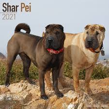 The brush coat is thicker, about an inch long. Shar Pei Kalender 2021 Kaufen Einfach Online Bestellen Kalenderwinkel Nl