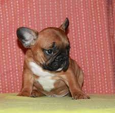 Their upper lips typically hang down over the lower lips where the teeth meet in an underbite. French Bulldog Puppy For Sale In West Palm Beach Fl Adn 33893 On Puppyfinder Com Gender Male A Bulldog Puppies For Sale French Bulldog French Bulldog Puppy