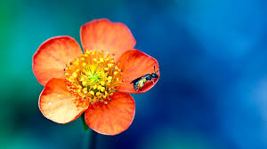 Nature Wallpaper On Tumblr
