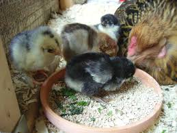 How does a rooster fertilize an egg? Hatching Chicken Eggs Naturally 12 Steps With Pictures Instructables