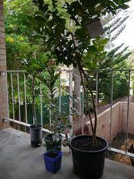 Check spelling or type a new query. Urban Homesteading Balcony Style Treading My Own Path Less Waste Less Stuff Sustainable Living