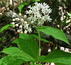 Using Georgia Native Plants Milkweeds In Georgia