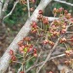 Image result for Ochna schweinfurthiana