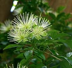 Image result for Maerua descampsii