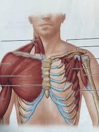 Muscles forming the chest wall, which aid in respiration. Upper Chest Diagram Quizlet