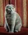 These Top 5 Docile Cat Breeds Could Be Best Friends With ...