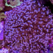 Image result for Scleria sobolifer