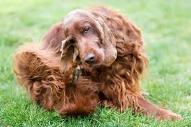 The goal of using diatomaceous earth for flea control is to minimize fleas in your pet's environment. Diatomaceous Earth For Fleas Does It Really Work Great Pet Care