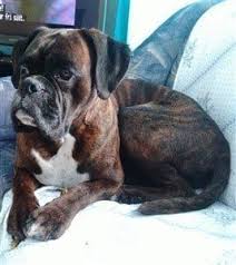 Our dogs are part of our family and reside. Boxer Dog Appearance Puppy Through Adult