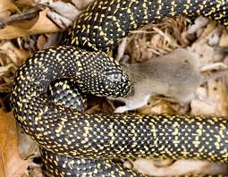 Check spelling or type a new query. Speckled Kingsnake Missouri Department Of Conservation