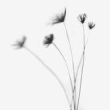 Black And White Plants Background Download Premium Psd Of Papyrus Plant Shadow On Off White Background In 2020 White Background Shadow Plants