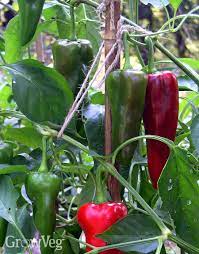 Want to book a vacation to pimento? The Long Wait For Ripe Peppers