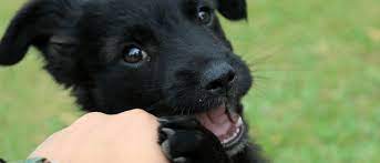 We did not find results for: How To Stop Fleas From Biting Me And My Dog Chem Free Blog
