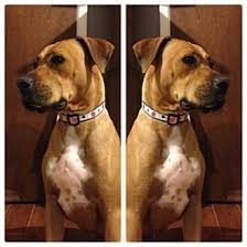 Adopt a dog or adopt a cat and you'll have a friend for life. Puppies For Adoption Albuquerque The Y Guide