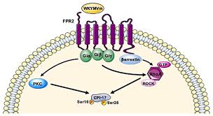 Ijms Free Full Text Phosphorylation Sites In Protein Kinases And Phosphatases Regulated By Formyl Peptide Receptor 2 Signaling Defining erk phosphorylation requires an explanation of the phosphorylation cascade, which involves a handful of highly specific enzymes and proteins. formyl peptide receptor 2 signaling