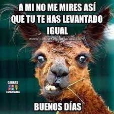 Resultado De Imagen De Imagenes Buenas Noches Inspiradoras Graciosas Chistes De Buenos Dias Saludos De Buenos Dias Frases Graciosas De Buenos Dias