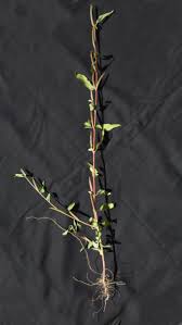 Image result for Corchorus saxatilis