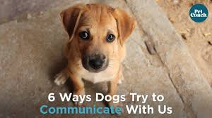 But the reality is, our dogs have no idea what the rules of the game is.yet!to teach your dog to fetch first you have to make it super easy so they. Dog Communication 10 Ways Dogs Communicate With Us Petcoach