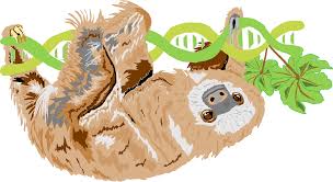 Son animales neotropicales de variado tamaño endémicos de las selvas húmedas de centro y sudamérica. Genetica De Perezosos Un Giro Inesperado Sloco