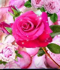 Flower delivery in faridabad from dp saini florist if you live in faridabad, then you should know that our online flower delivery in faridabad is live, and you can have access to it any time. Beautiful Whatsapp Dp Flower Images Free Download Dp Images Goodmorningimagess