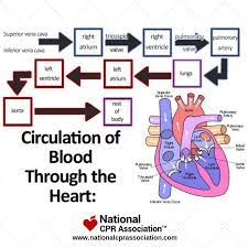 Nurse Map Like Tag And Share Cpr Doctor Nurse Emt Paramedic Circulatory System For Kids Anatomy And Physiology Nursing School